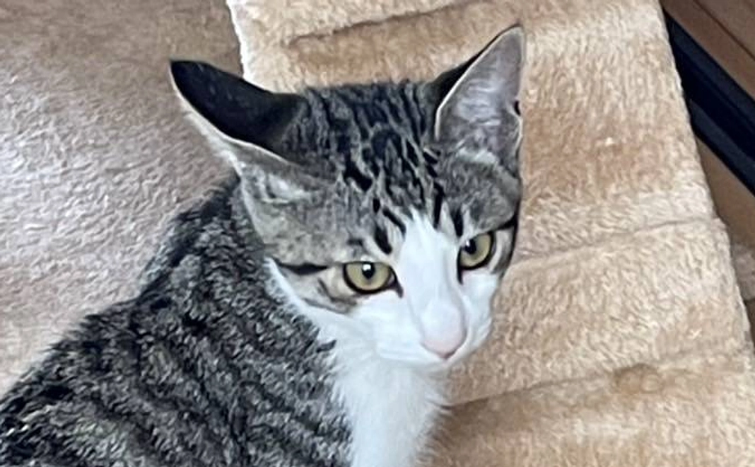 【キュウちゃん全力応援コース】