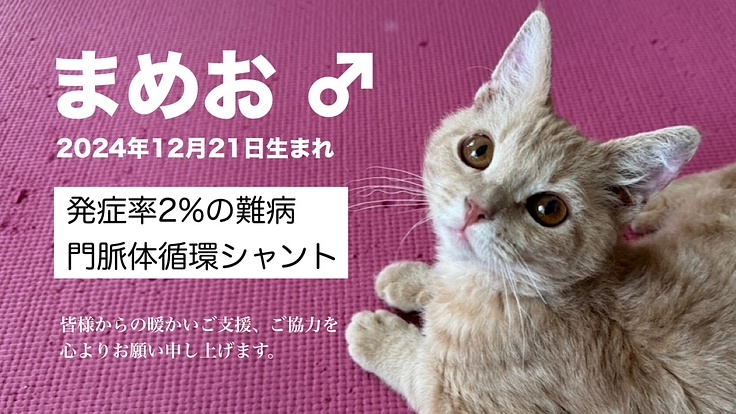 【発症率2%の難病】まめお(♂)を難病「門脈シャント」から救いたい
