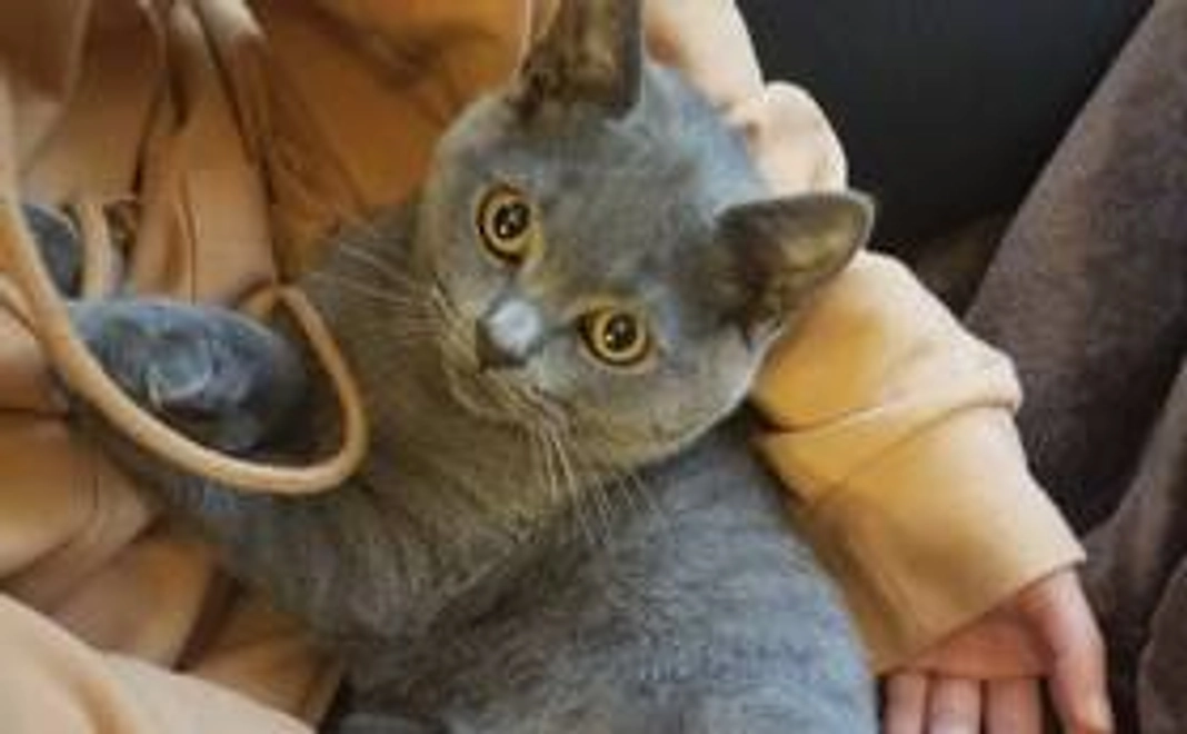 感謝のメール＆画像データ一枚