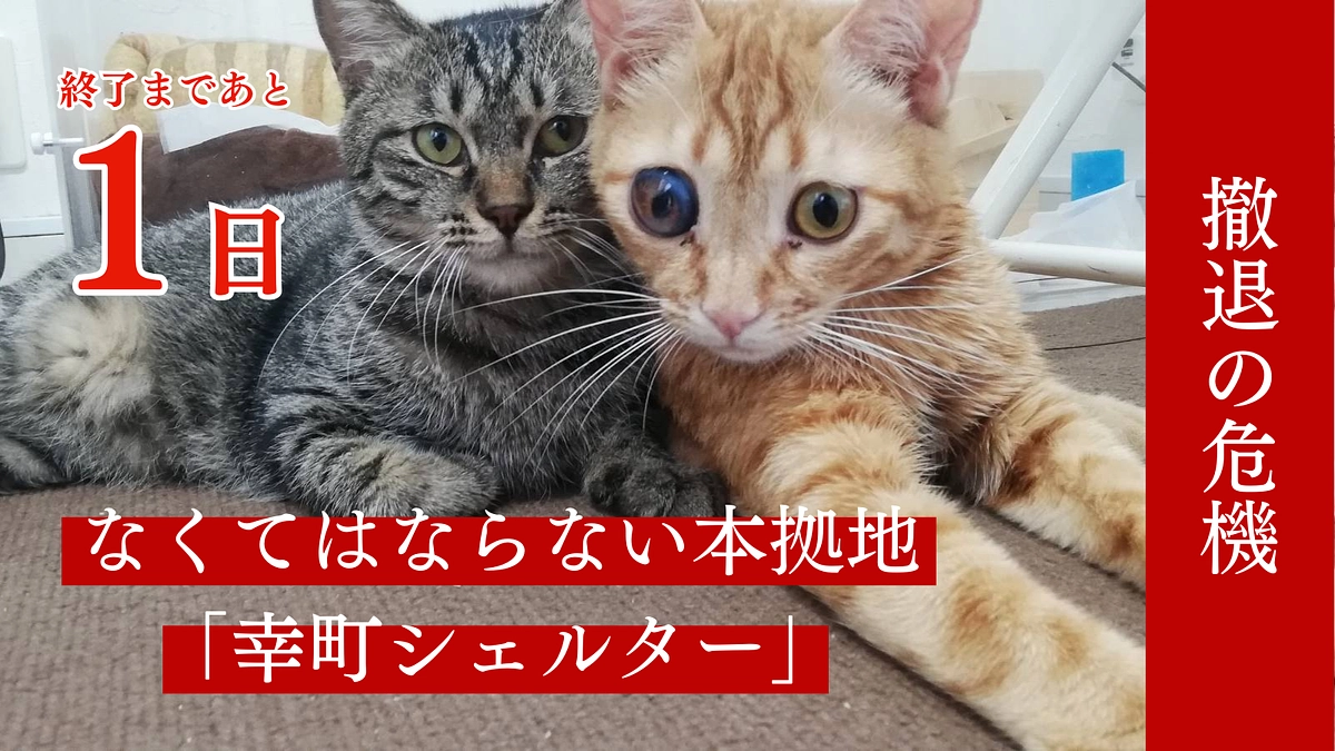 残り【1日】皆様おひとりおひとりの応援が、とても大きな力となっております！