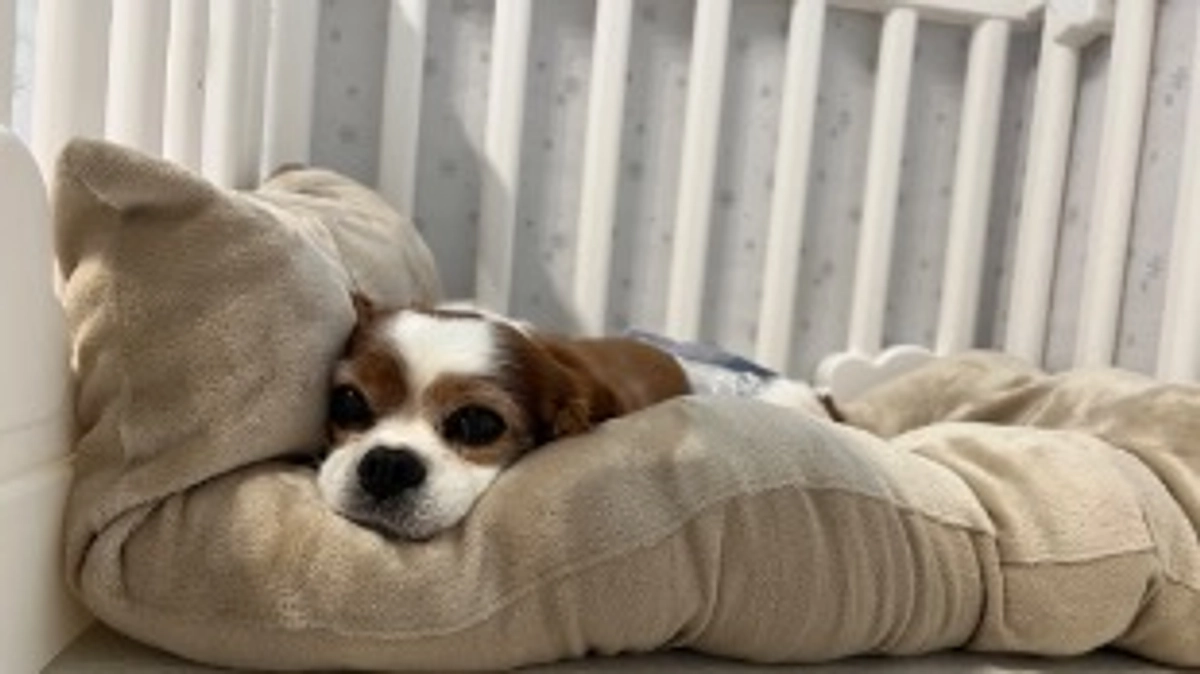 退院6日目。ちょっと元気がない気がします💦