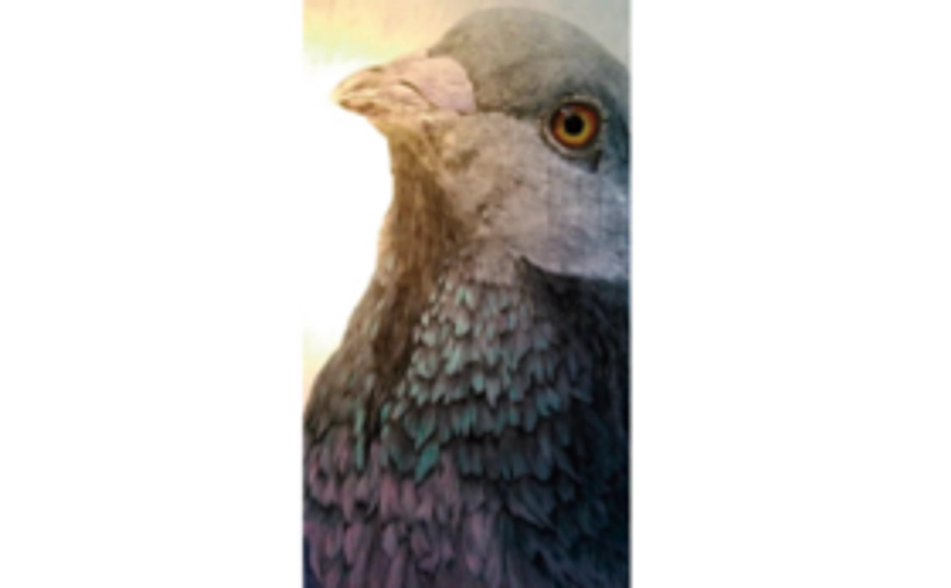 [H1830×W920ｍｍ] pigeon ”cry”