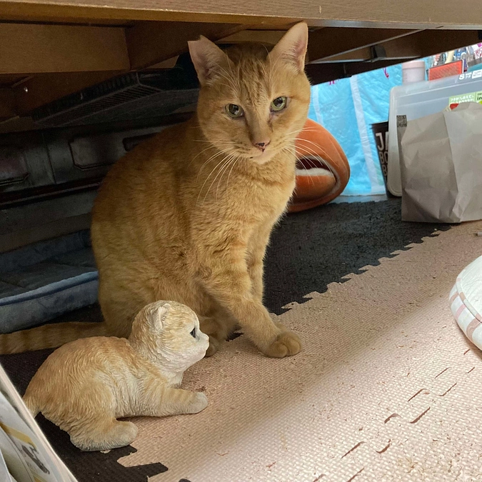 モネちゃんが…( ﾉД`)ｼｸｼｸ…