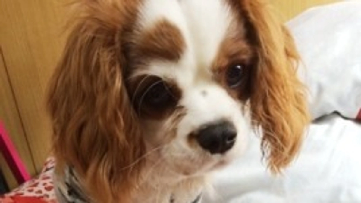 ご支援者様が30名になりました🙇‍♀️