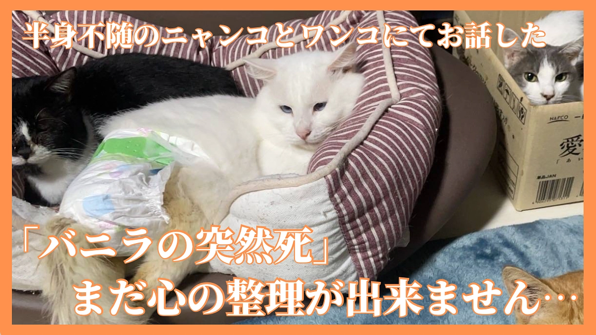 何度経験しても、悲しさと後悔ばかりです。。