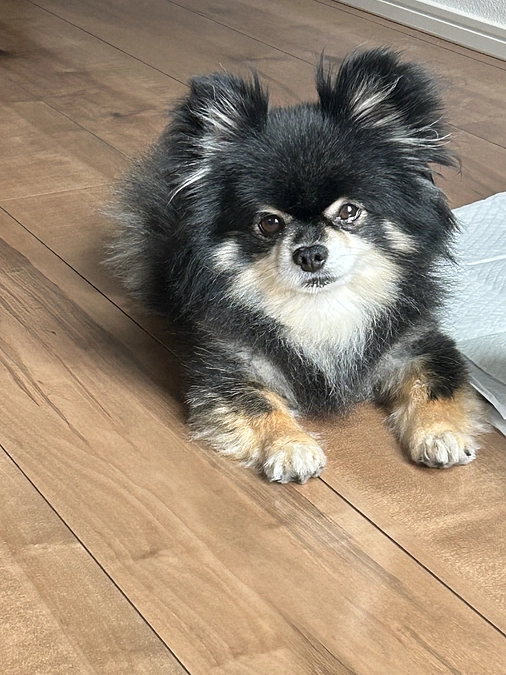 ショウの手術日について【ご報告】