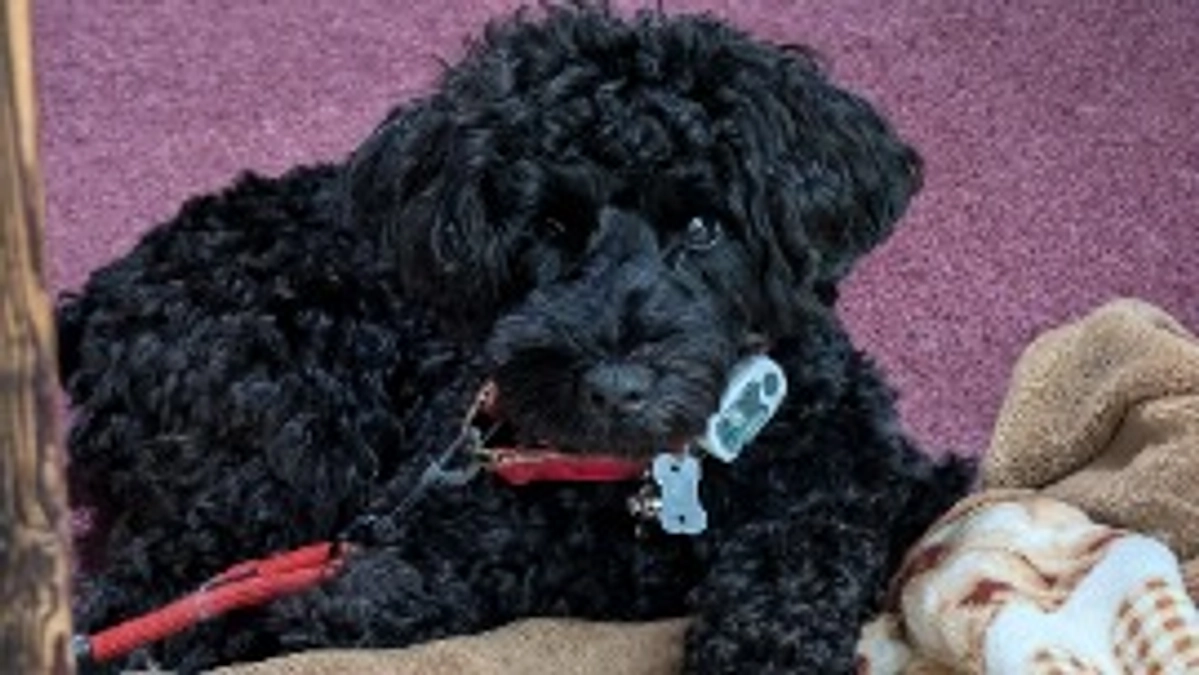 血液検査とレントゲン検査