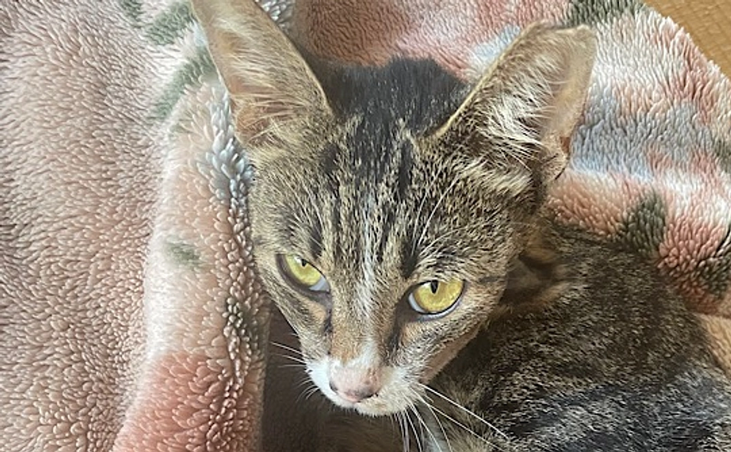 ちびちゃん応援②