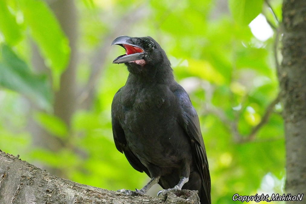 もう秋の気配・・・・