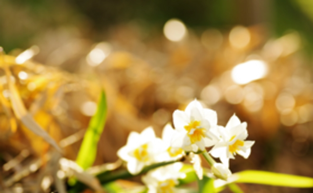 《花配りプロジェクト「ハナクバ」を支援！》お花で20人を笑顔に！