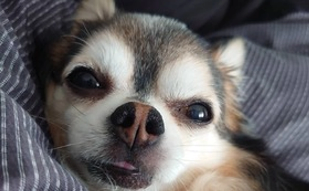 がんばれコルト2