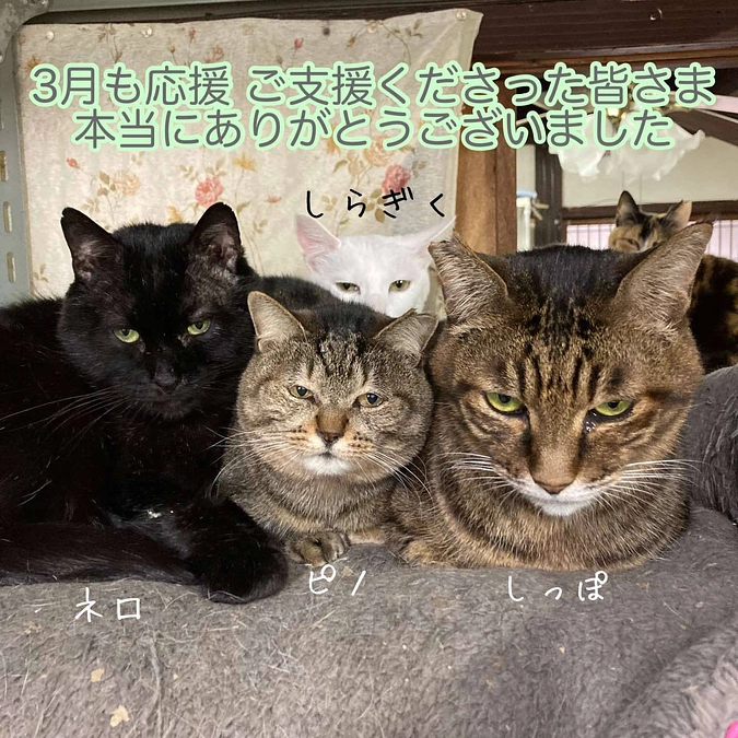 継続寄付2月分のご報告と3月の収支報告