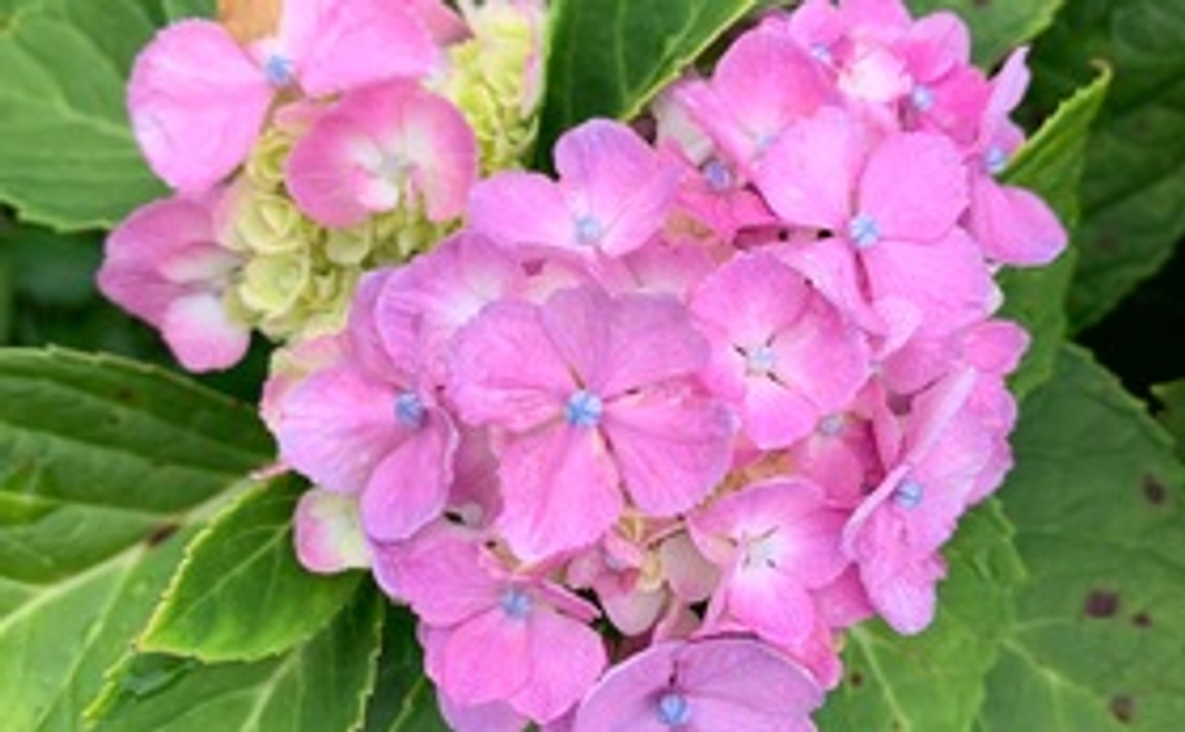 ありがとうメール