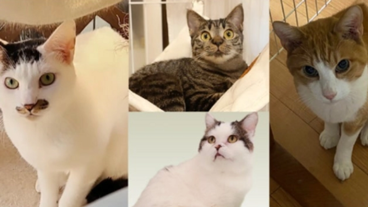 【4月10日までに目指せ50％到達へ！】きつい表情でやせていた「ひょうちゃん」。ふっくら穏やかに。