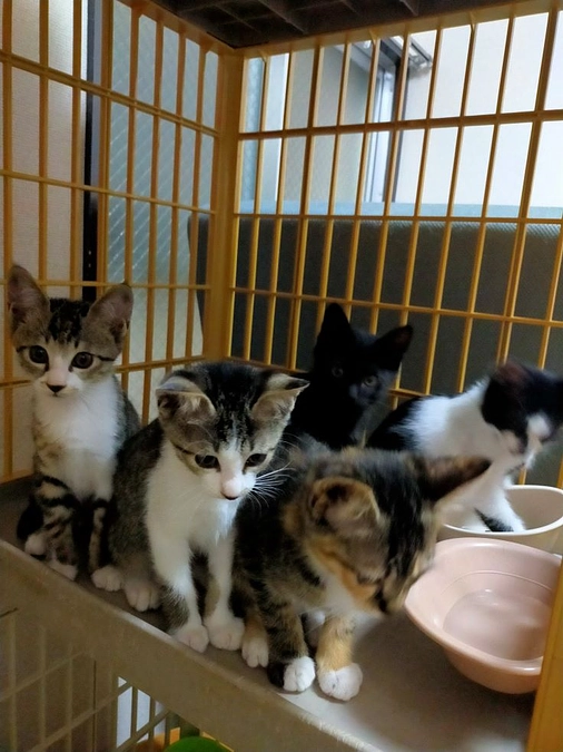 お詫びして訂正いたします。