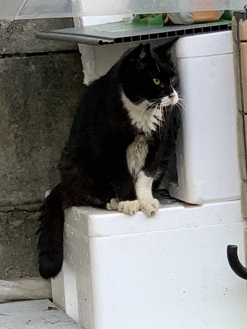 ノラクロ部隊の晩ごはん🍚11月2日