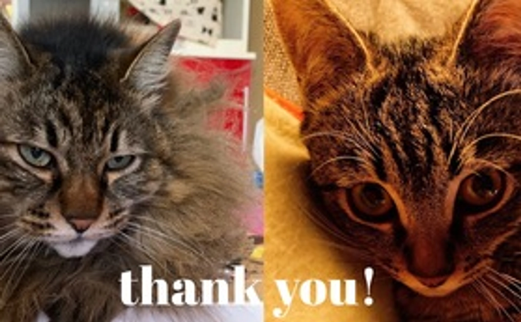 感謝のメール（ともくんの画像1枚とみくちゃんの画像1枚）