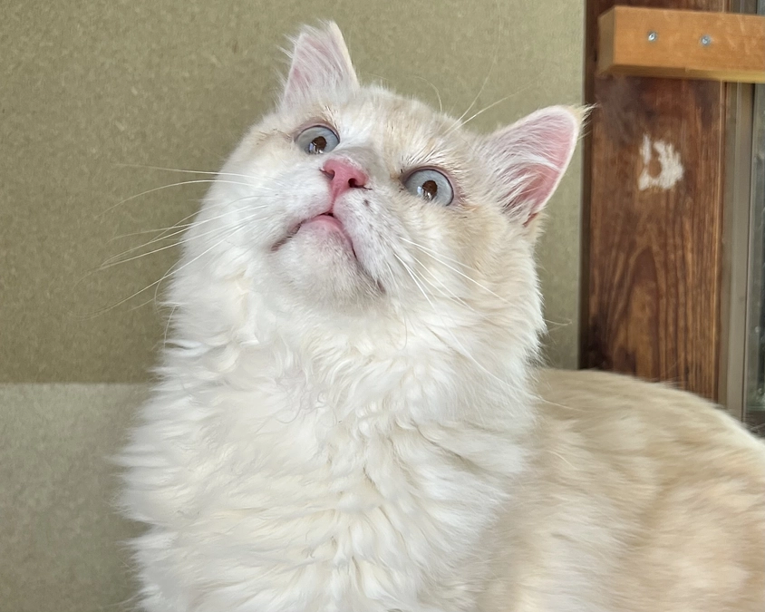 お口が痛かったホタテ君。抜歯とスケーリングで口内環境改善へ！