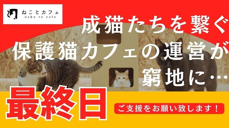 【存続に力を…！】チャンスが少ない成猫たちの保護猫カフェの再挑戦
