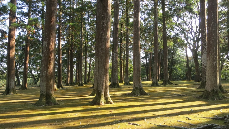 詩の火を次の世代へ　「九州詩人祭宮崎大会」成功のためにご支援を！