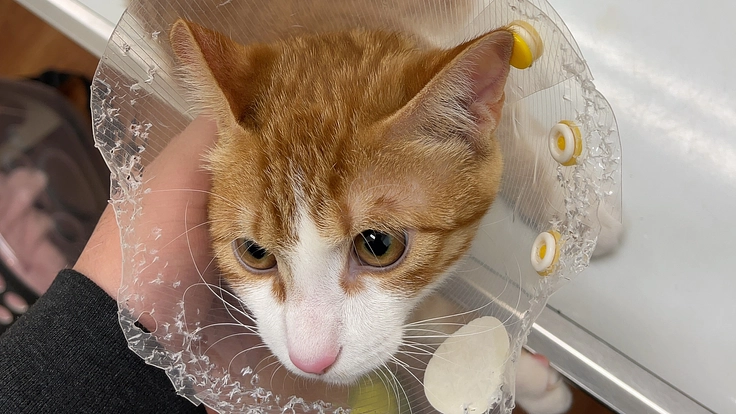 3歳の肥大型心筋症と闘病中の愛猫ぷちを助けてください。