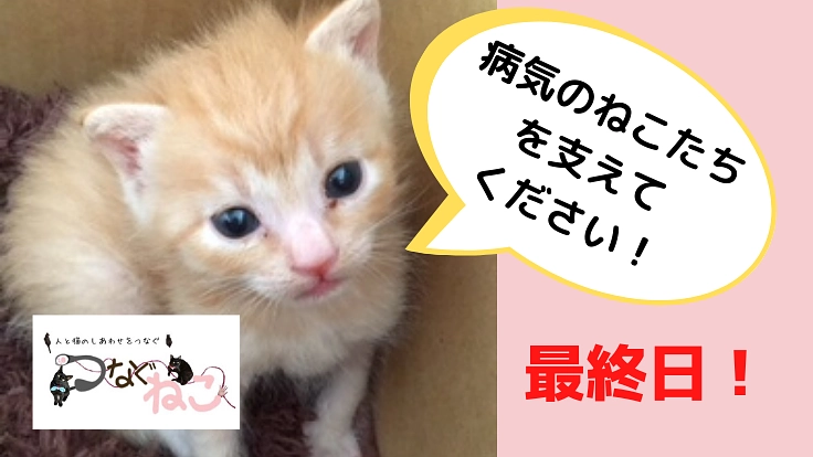北海道・十勝で、病気を抱える猫たちのいのちをつないでいきたい