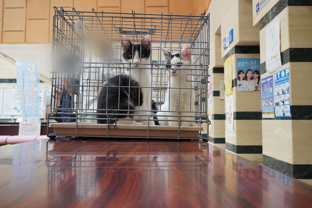 譲渡会のご報告！