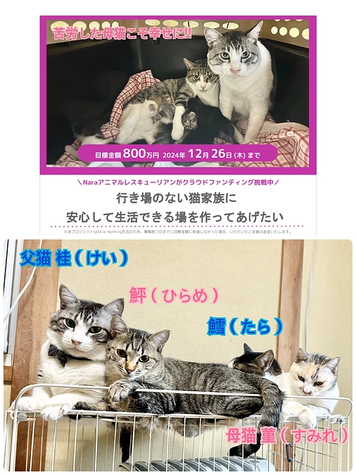 全員『猫エイズ陽性』の家族に生活できる場を