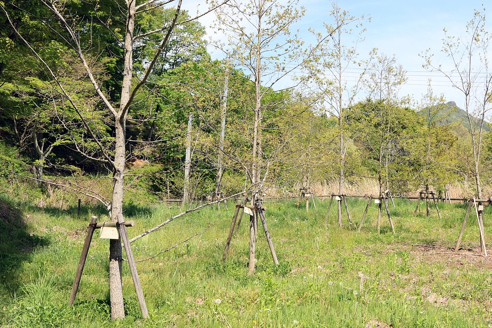 植樹後のクヌギの様子と新ムシムシランドのお知らせ