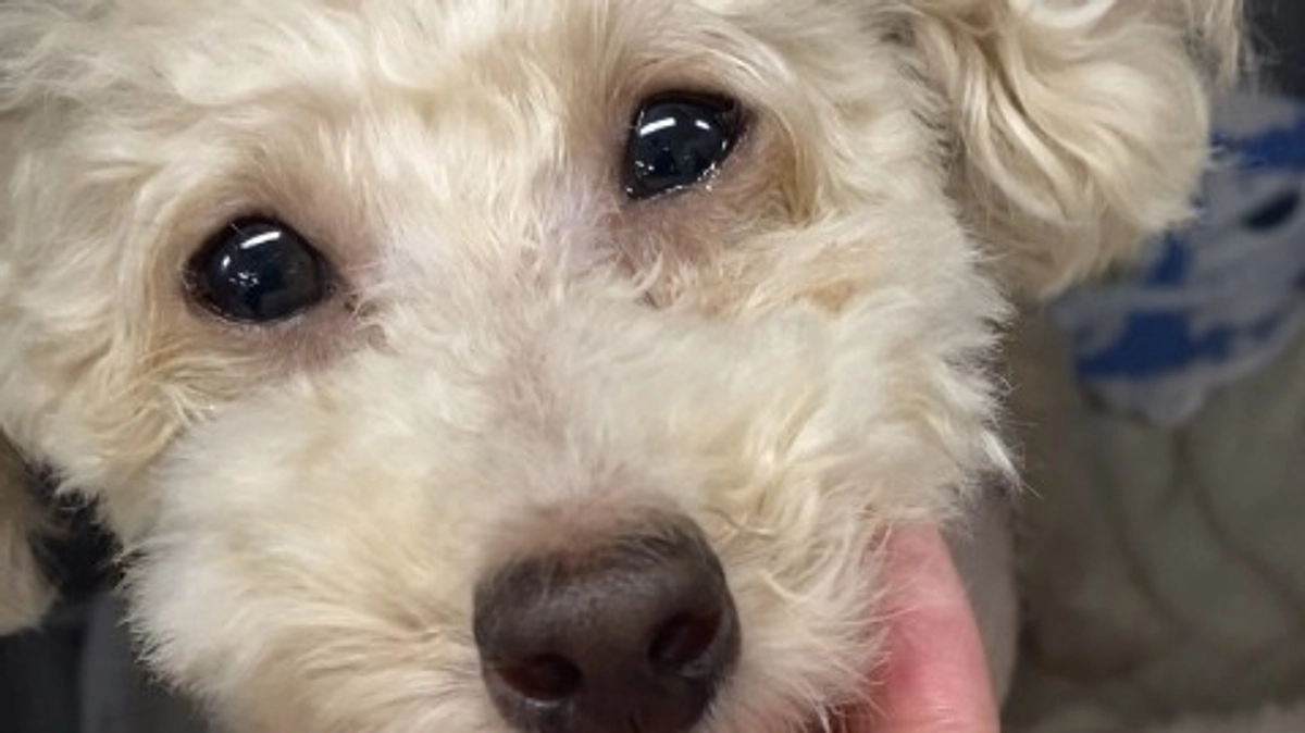 術後2日目。順調に回復してくれています🥲💓