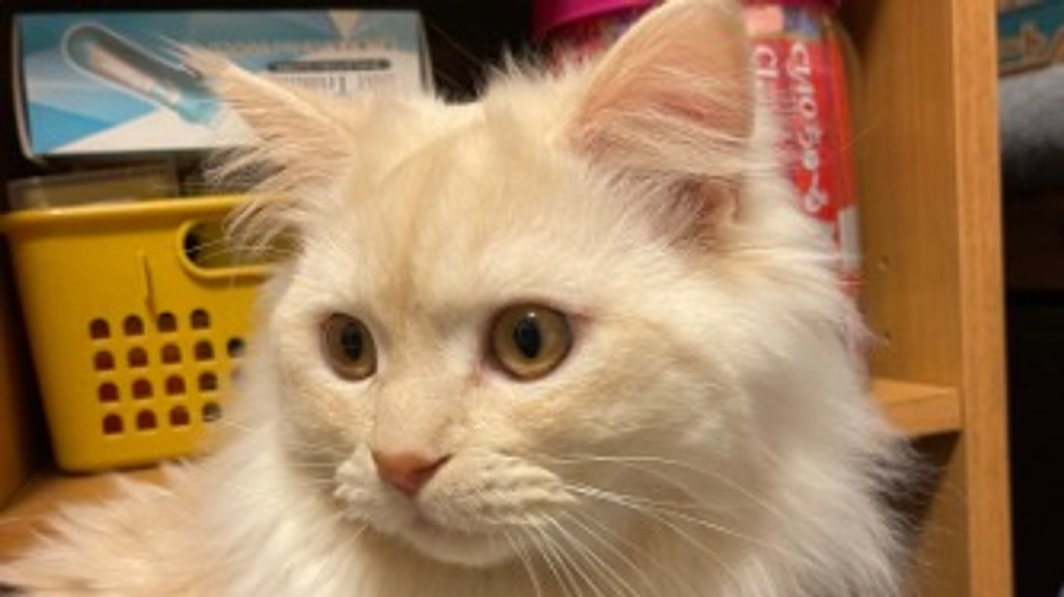 今日のトキ☔️