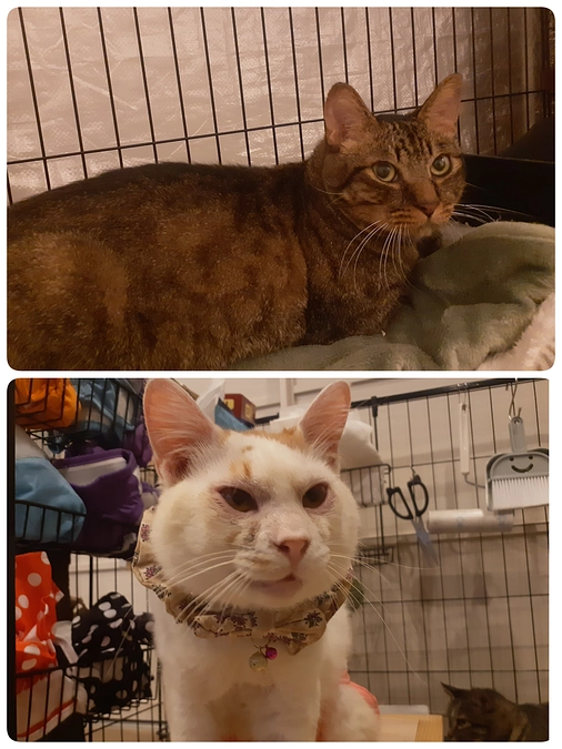 【凪君】と【つきまろ君】について