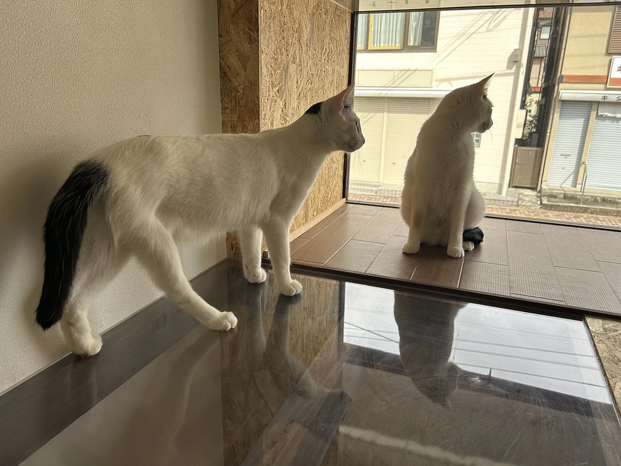 ねこまち長屋　２階の出窓にもデビューですー❣️