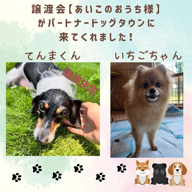 【残り32万円で第一目標へ到達します！】あいこのおうち譲渡会、なんと本日譲渡が決定しました✨