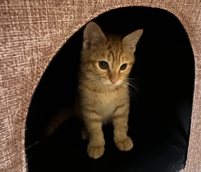 【保護猫活動報告】子猫の茶トラくんがトライアルに出発しました！