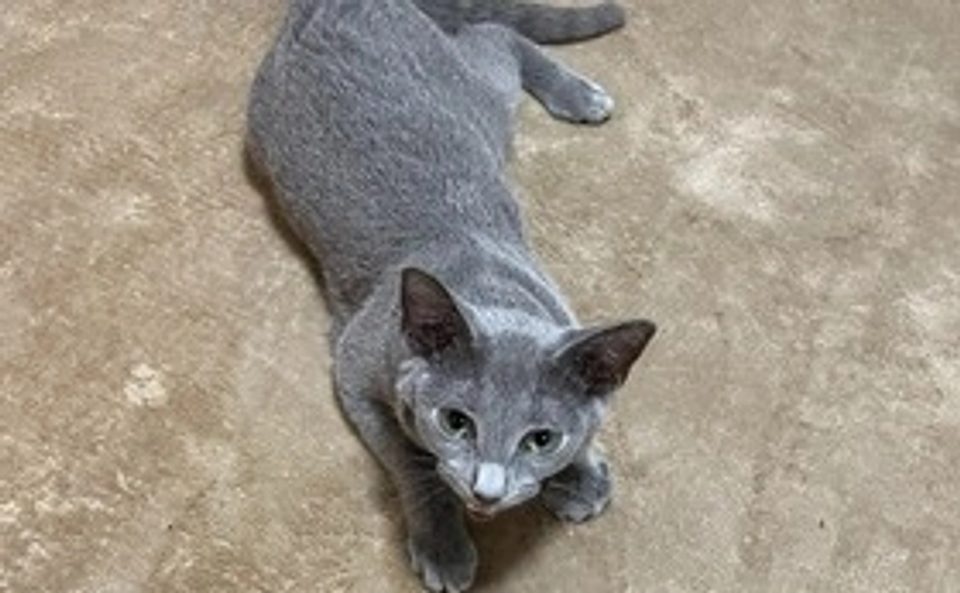 ちょびくん応援コース（5000円）