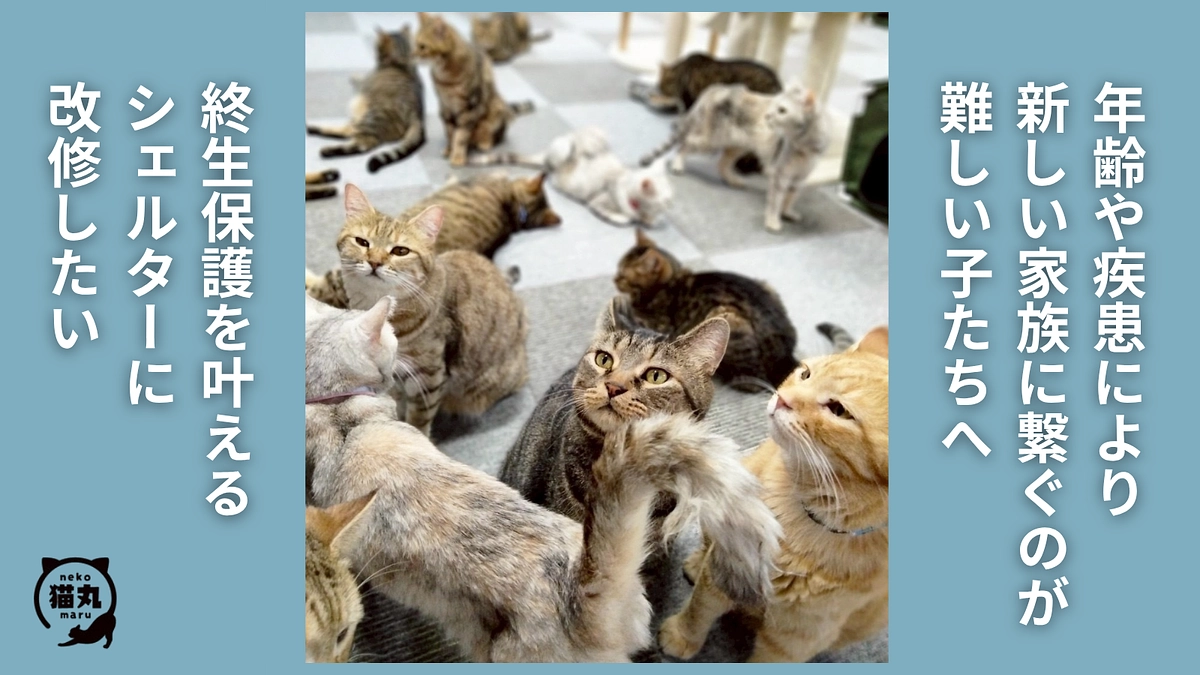 終生保護を叶えるための新たな挑戦です、応援よろしくお願いいたします。