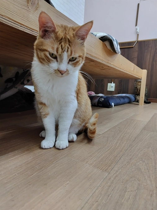 ご支援お願いします🙇