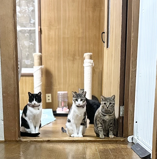 椛（もみじ）ちゃん点滴終了しました