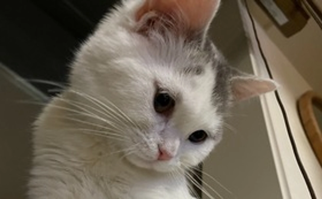 命を繋いでくれたお礼のメッセージとゆきちゃんの写真