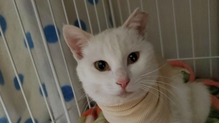 行き場のない猫ちゃんのシェルター作り