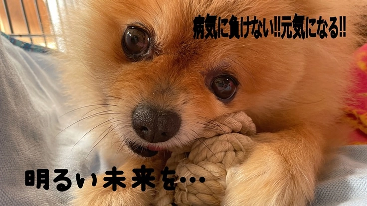 急))気管虚脱、ポメラニアン9歳♂ステージ4