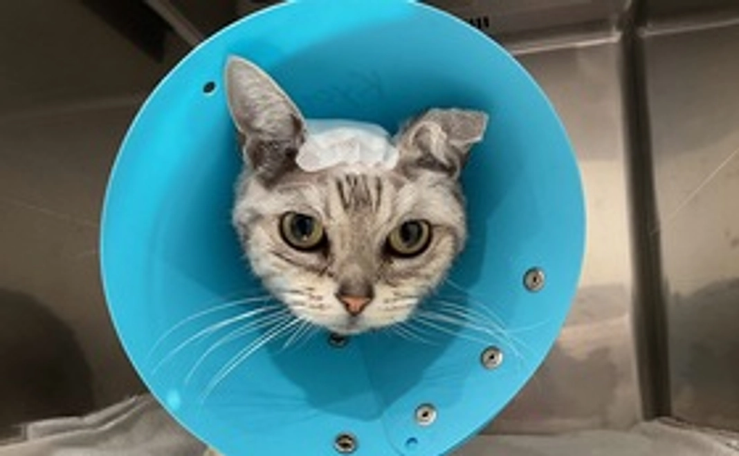 マスオを応援！１，０００円コース（リターン不要）