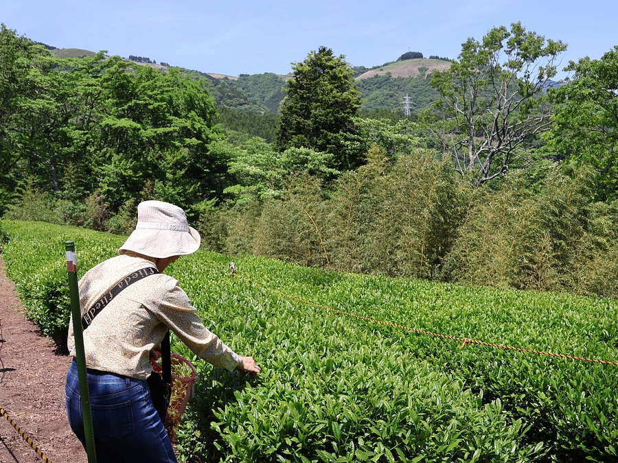 【山北つぶらの公園】お茶摘みを体験していただきました