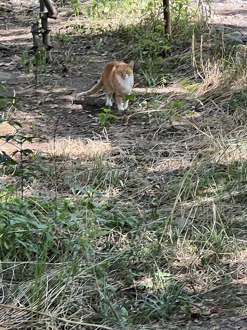 まだまだ保護に行ってます
