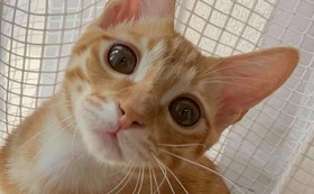 ちい太の応援　3000円