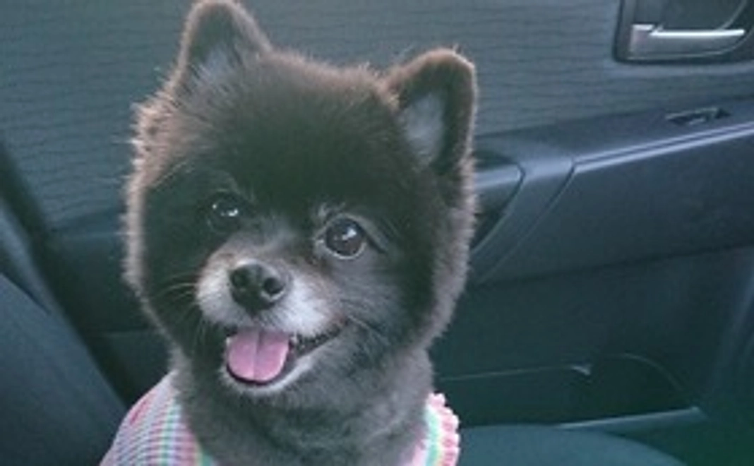 まてちゃん応援団その１