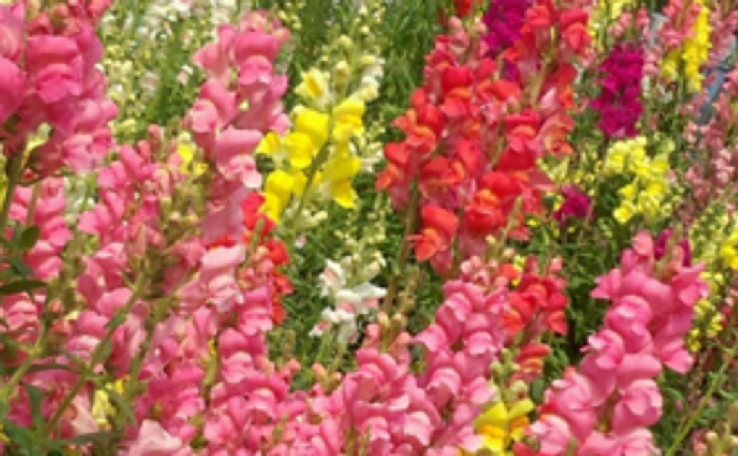 【千倉を楽しむ贈り物】千倉のたね（花・スイカ）と千倉白間津お花畑産の花束