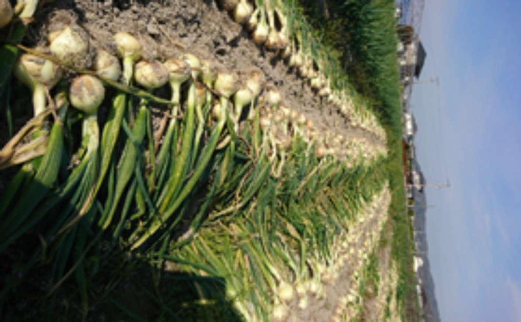 出資額5000円の場合