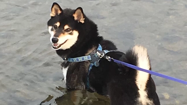 柴犬の小鉄（♂）のがんの治療費をご支援ください！